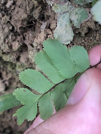 Adiantum tomentosum, photographed by Jared Shorma