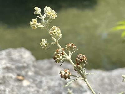Buddleja racemosa, photographed by Reid Hardin