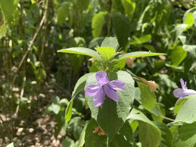 Ruellia drummondiana, photographed by Reid Hardin