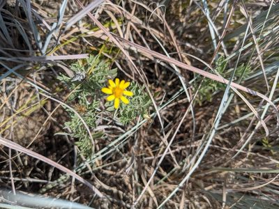 Heterotheca canescens, photographed by Cleveland Powell