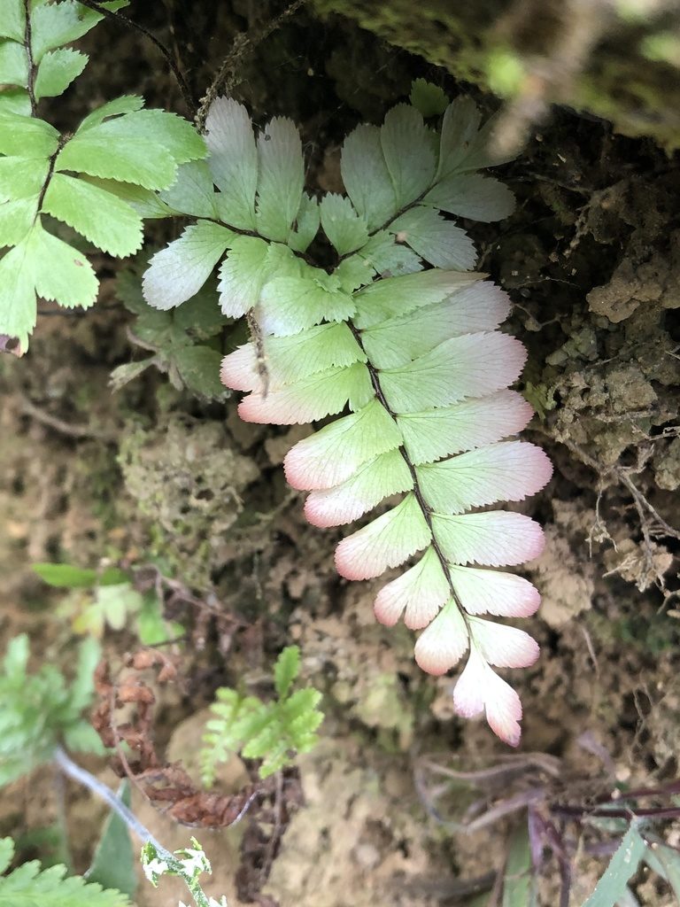 Adiantum tomentosum, photographed by Jared Shorma