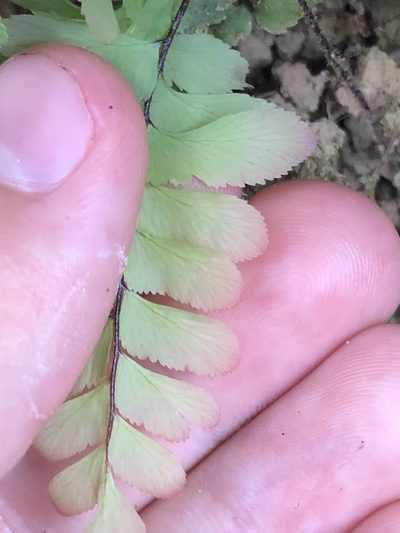 Adiantum tomentosum, photographed by Jared Shorma