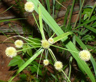 Cyperus echinatus, photographed by kcthetc1