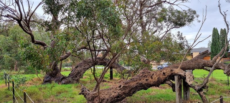 Eucalyptus microcarpa, photographed by MJ Taylor