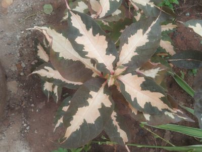 Graptophyllum pictum, photographed by Sunday Berlioz KAKPO
