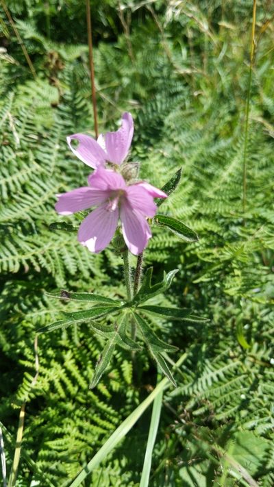 Sidalcea hirtipes, photographed by Noland Martin