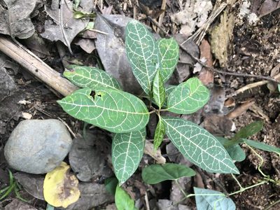 Prestonia quinquangularis, photographed by Jared Shorma