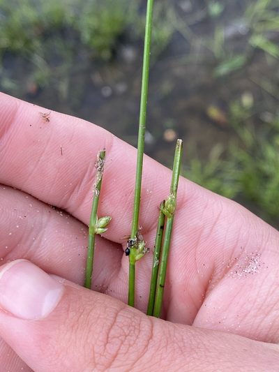 Schoenoplectus subterminalis, photographed by Henrique Pacheco