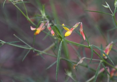 Acmispon oroboides, photographed by Mike Ostrowski