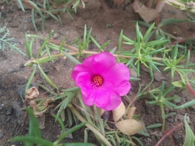 Portulaca grandiflora, photographed by Sunday Berlioz KAKPO