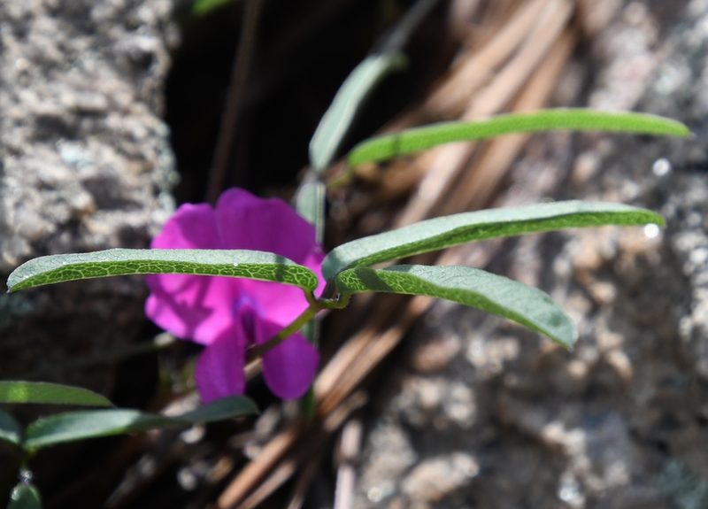 Cologania angustifolia, photographed by Mike Ostrowski