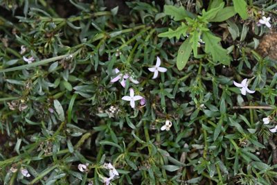 Houstonia wrightii, photographed by Mike Ostrowski