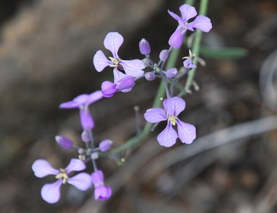 Hesperidanthus linearifolius, photographed by Mike Ostrowski