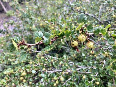 Ribes roezlii, photographed by russnamitz