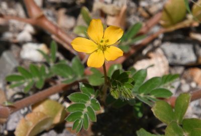 Kallstroemia parviflora, photographed by Mike Ostrowski