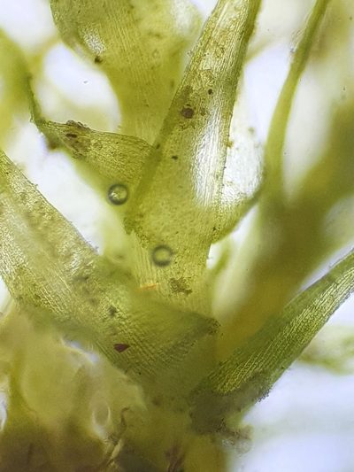 Aongstroemia schreberiana, photographed by Jonathan Hughes