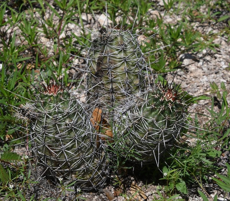 Echinocereus fendleri, photographed by Mike Ostrowski