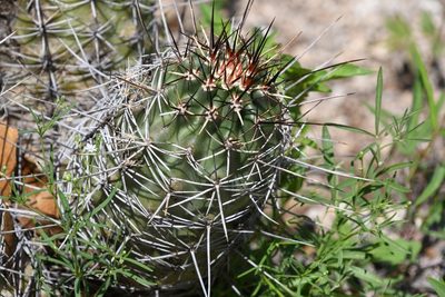 Echinocereus fendleri, photographed by Mike Ostrowski