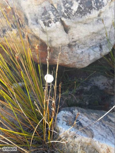 Tetraria maculata, photographed by Chris Vynbos