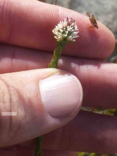 Euchaetis glomerata, photographed by Chris Vynbos