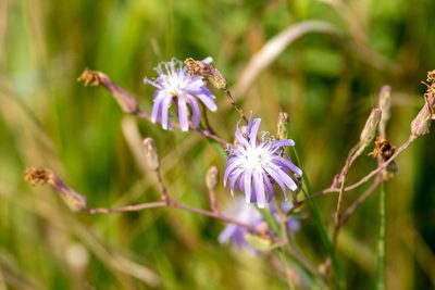 Lactuca oblongifolia, photographed by Kathlin Simpkins