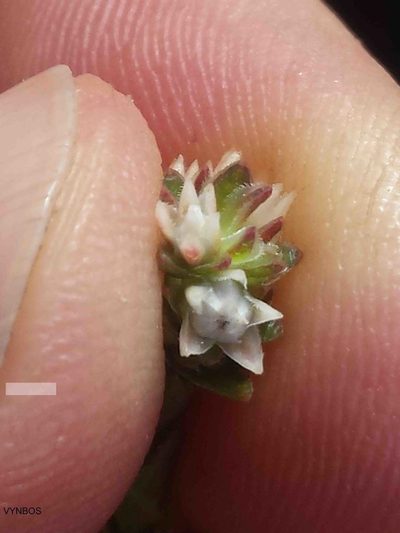 Euchaetis glomerata, photographed by Chris Vynbos