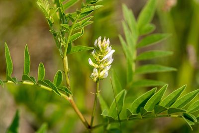 Glycyrrhiza lepidota, photographed by Kathlin Simpkins