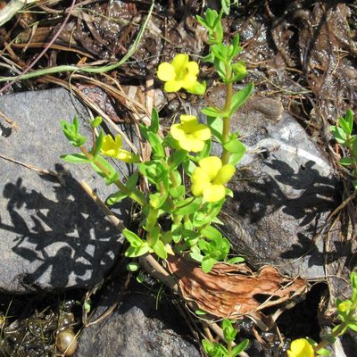 Gratiola lutea, photographed by Tom Rogers