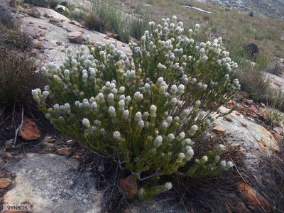 Phylica rigida, photographed by Chris Vynbos