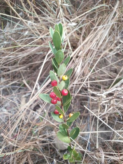 Eugenia punicifolia, photographed by Reinaldo de Oliveira Elias