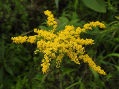 Solidago juncea, photographed by Erik Schiff