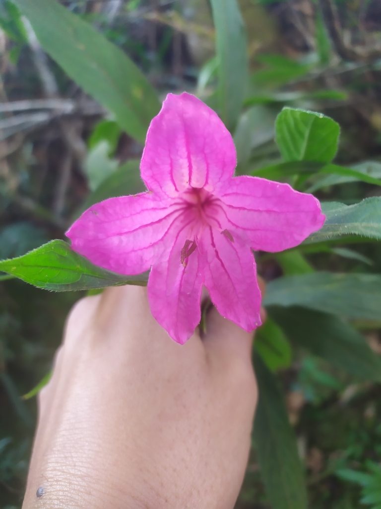 Ruellia macrantha, photographed by Reinaldo de Oliveira Elias