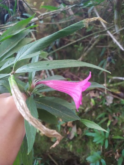 Ruellia macrantha, photographed by Reinaldo de Oliveira Elias