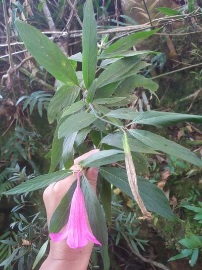 Ruellia macrantha, photographed by Reinaldo de Oliveira Elias