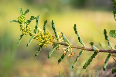 Asclepias obovata, photographed by evangrimes