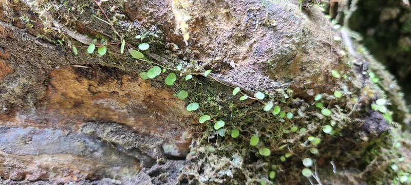 Peperomia emarginella, photographed by ritirene