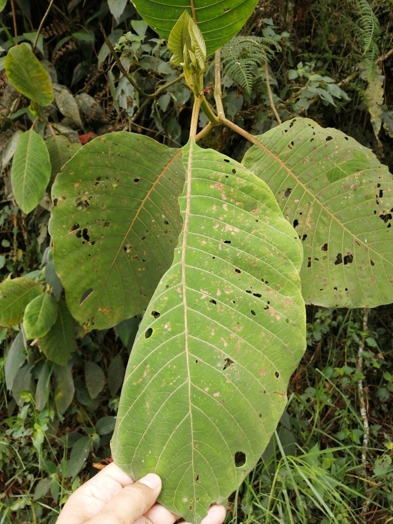 Cinchona pubescens, photographed by GERMAN LEONEL SARMIENTO CRUZ
