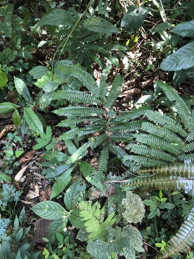 Adiantum pulverulentum, photographed by Jared Shorma
