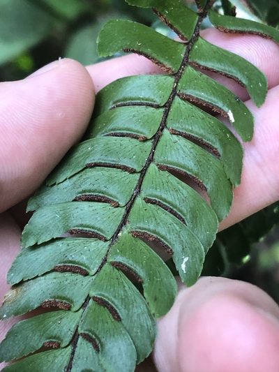 Adiantum pulverulentum, photographed by Jared Shorma