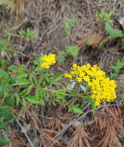 Patrinia rupestris, photographed by Юлия