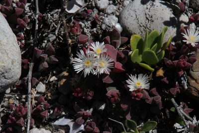 Delosperma patersoniae, photographed by Tony Rebelo