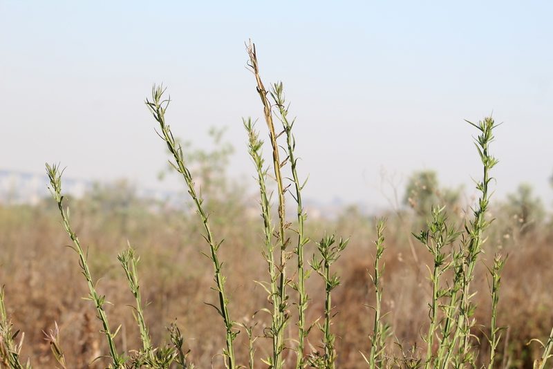 Baccharis phyteumoides, photographed by demianlescano