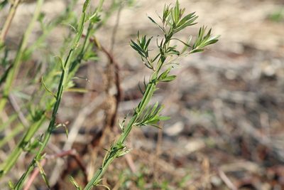 Baccharis phyteumoides, photographed by demianlescano