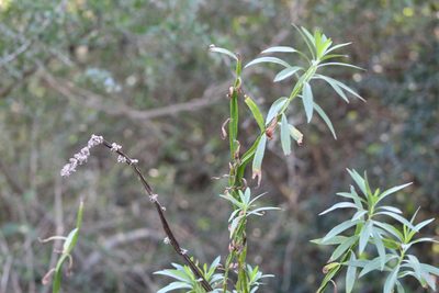Baccharis phyteumoides, photographed by demianlescano