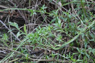 Baccharis phyteumoides, photographed by demianlescano