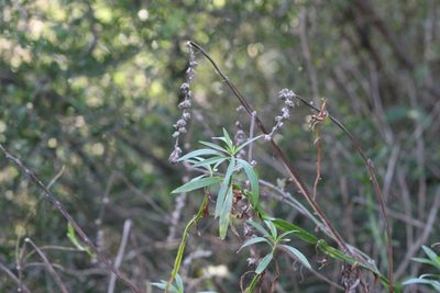 Baccharis phyteumoides, photographed by demianlescano