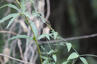 Orthosia virgata, photographed by demianlescano
