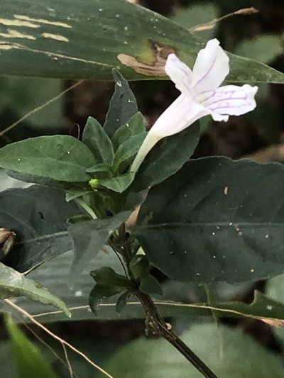 Ruellia terminalis, photographed by Jared Shorma