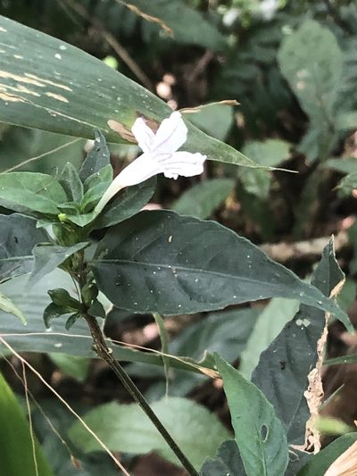 Ruellia terminalis, photographed by Jared Shorma