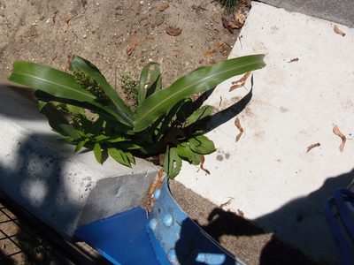 Sorghum bicolor, photographed by Ira Gershenhorn